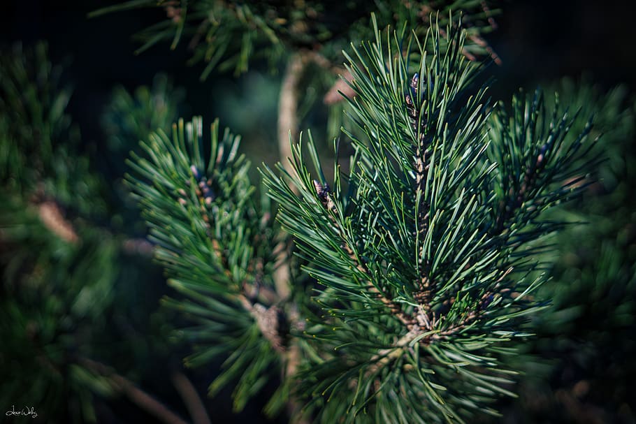 nature, plant, green color, pine tree, coniferous tree, growth HD wallpaper