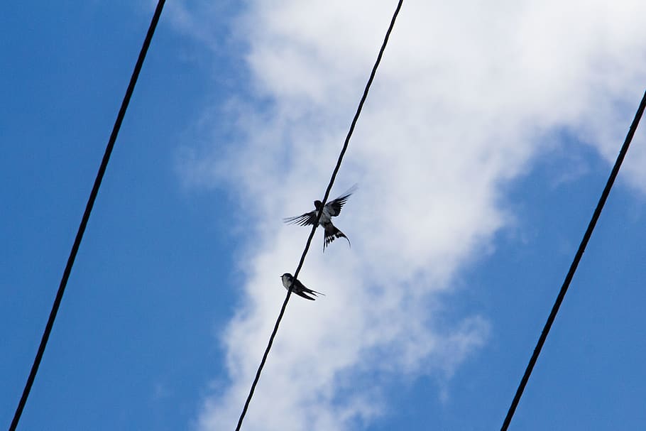 birds, clouds, powerlines, nature, wires, electricity, low angle view HD wallpaper
