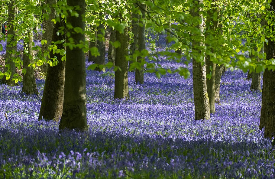 forest trees during daytime, plant, flower, growth, flowering plant HD wallpaper