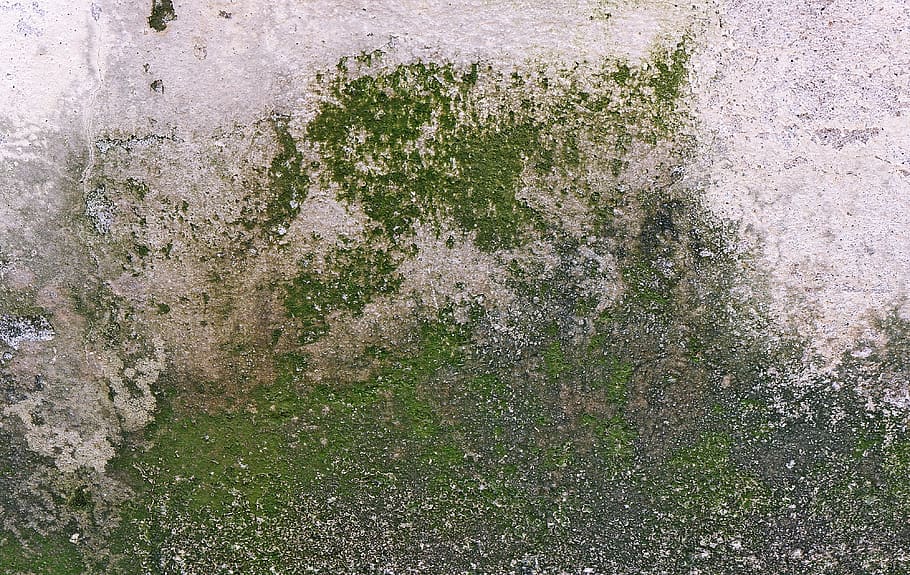 plant, algae, rock, grass, ground, mold, concrete, moss, tar, HD wallpaper