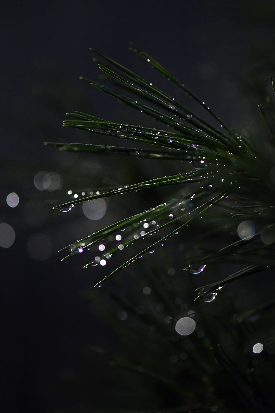 bonsai, conifer, drip, raindrop, branch, close up, evergreen HD wallpaper