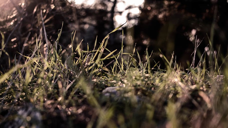 grass, autumn, plant, selective focus, growth, land, nature HD wallpaper