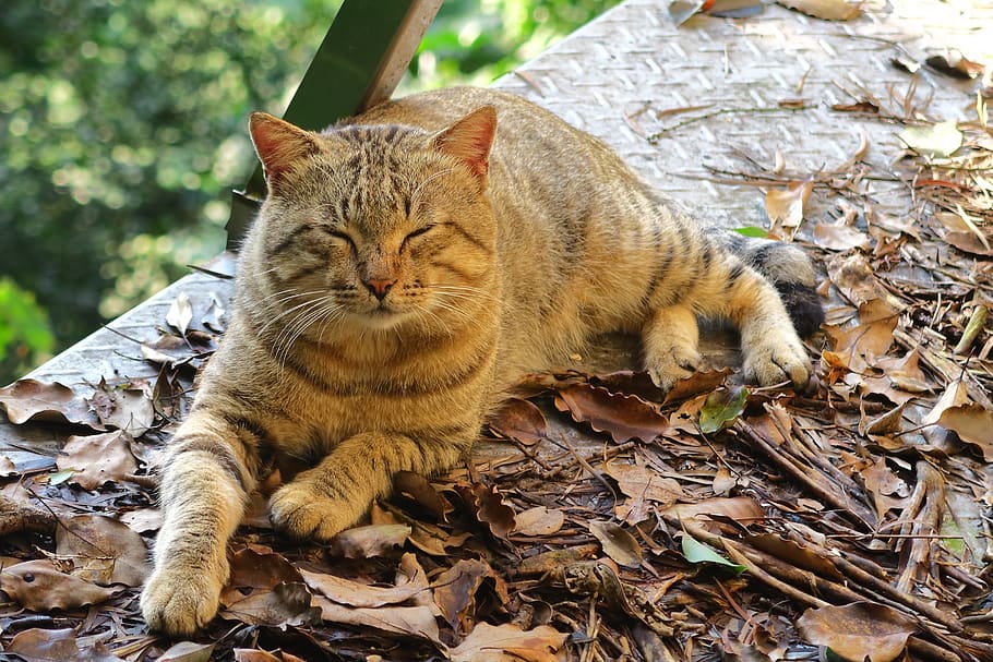 Мокрstt кошачьи в природе. Nature Cat Amazon.