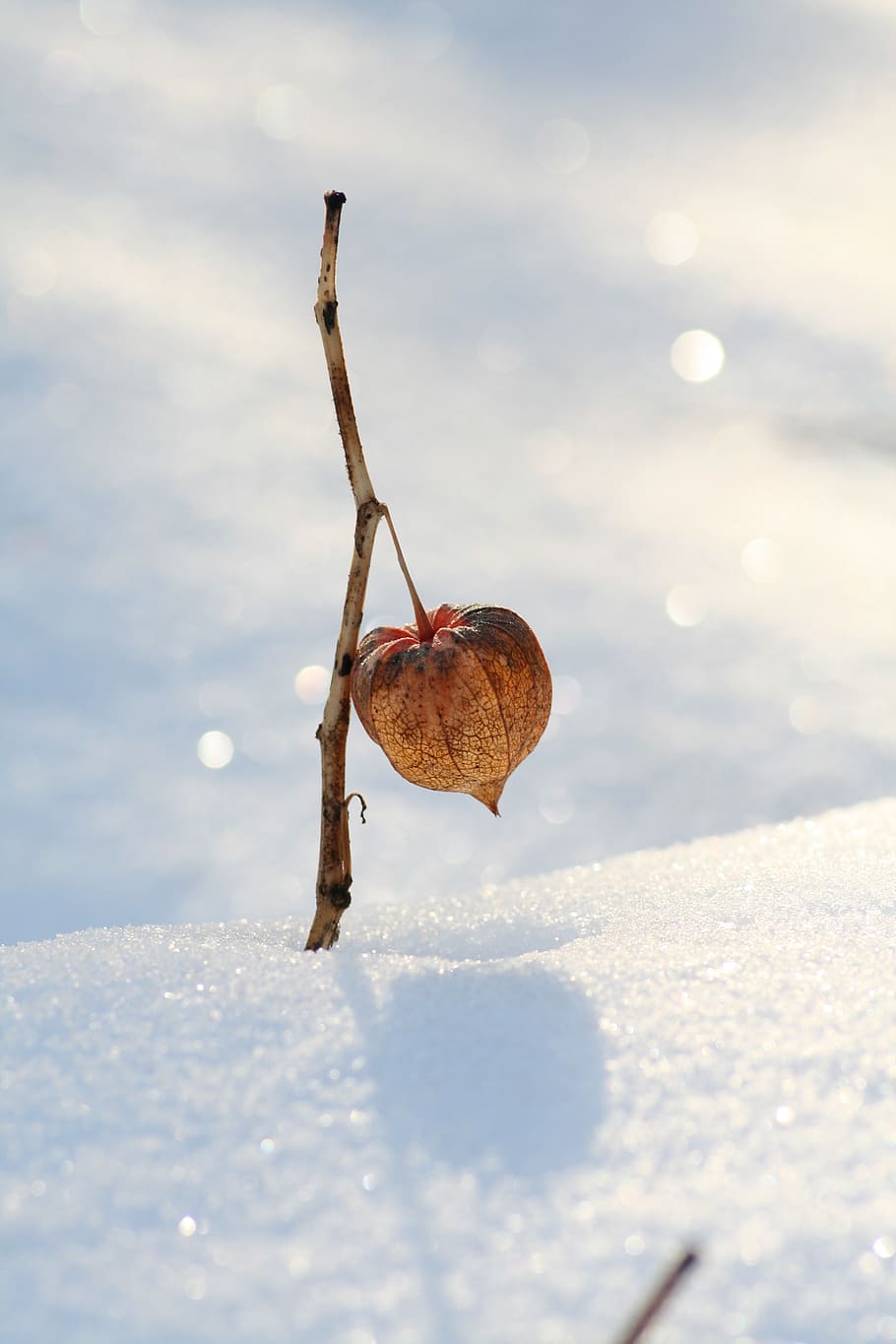 snow, physalis, nature, winter, plant, lampionblume, wintry HD wallpaper