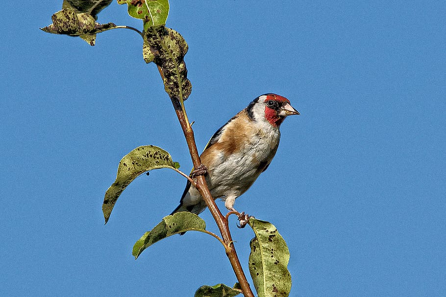 united kingdom, cotgrave, bird, animal themes, vertebrate, animal wildlife HD wallpaper