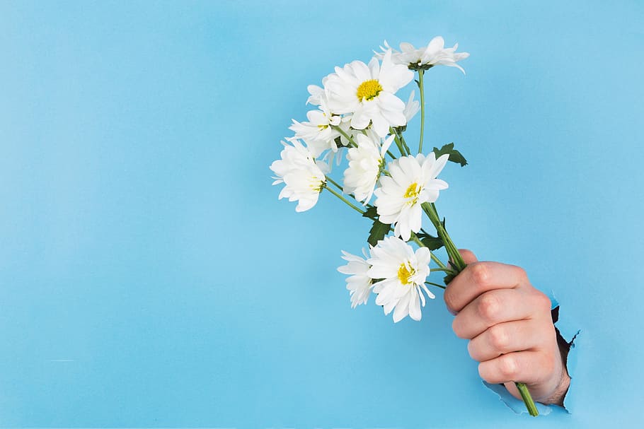 HD wallpaper: Hand Holds Daisies Through Paper Photo, Flowers, Gifts