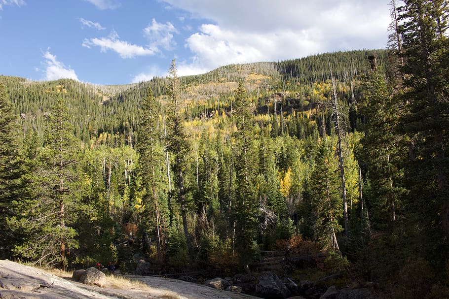 tree, plant, conifer, colorado, rocky mountain national park, HD wallpaper