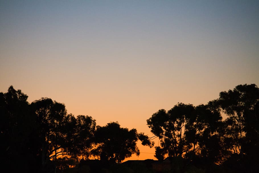 australia, perth, trees, forest, summer, sunset, red, yellow HD wallpaper