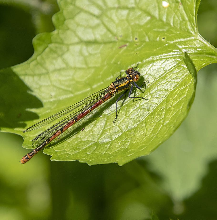 damselfly, red, wings, leaf, insect, nature, summer, green HD wallpaper