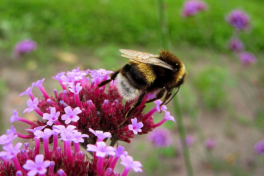 bumblebee, bug, pollen, pollination, flower, pink, nature, bloom HD wallpaper