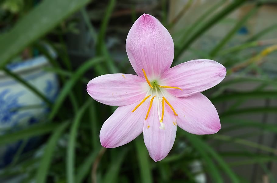 saffron, crocus, saffron flower, pink, flowers, romantic, soft HD wallpaper