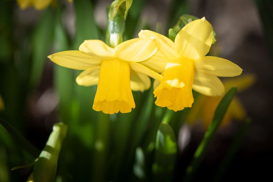 daffodils, yellow, spring flowers, garden, garden flowers, plant HD wallpaper