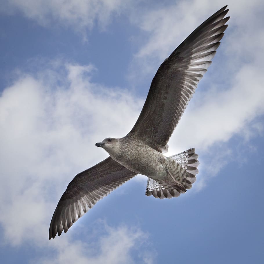 Low Angle Photography of Brown Gull Flying, seagull, spread wings HD wallpaper