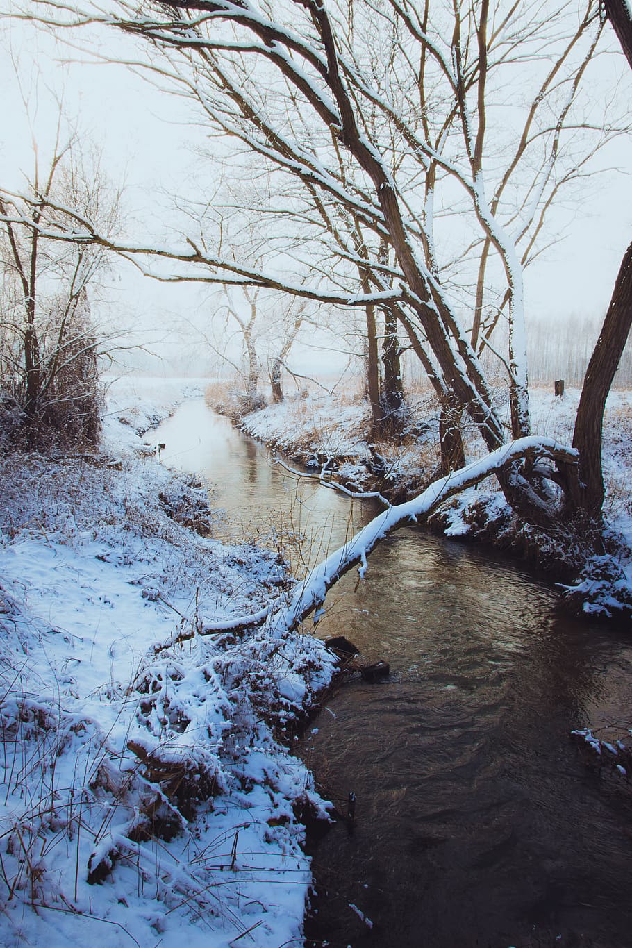 Brown Bare Tree Near River Covered in Snow, cold, daylight, environment HD wallpaper