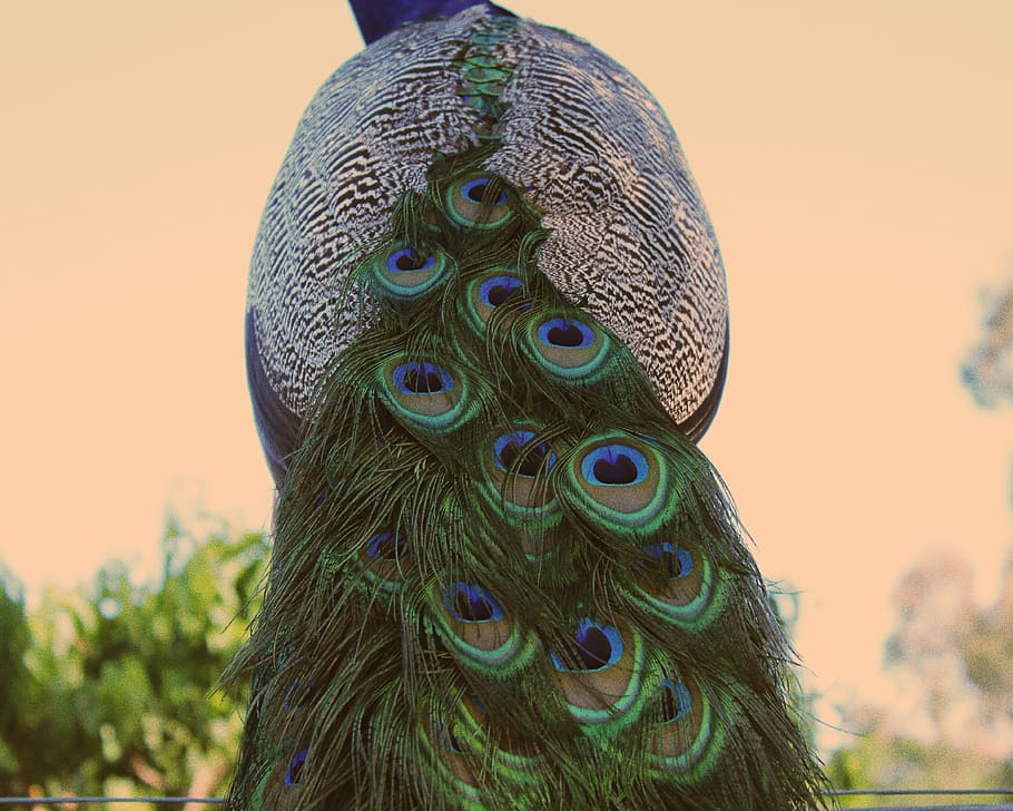 peacock, exotic, bird, close-up, animal, sky, no people, animal themes, HD wallpaper