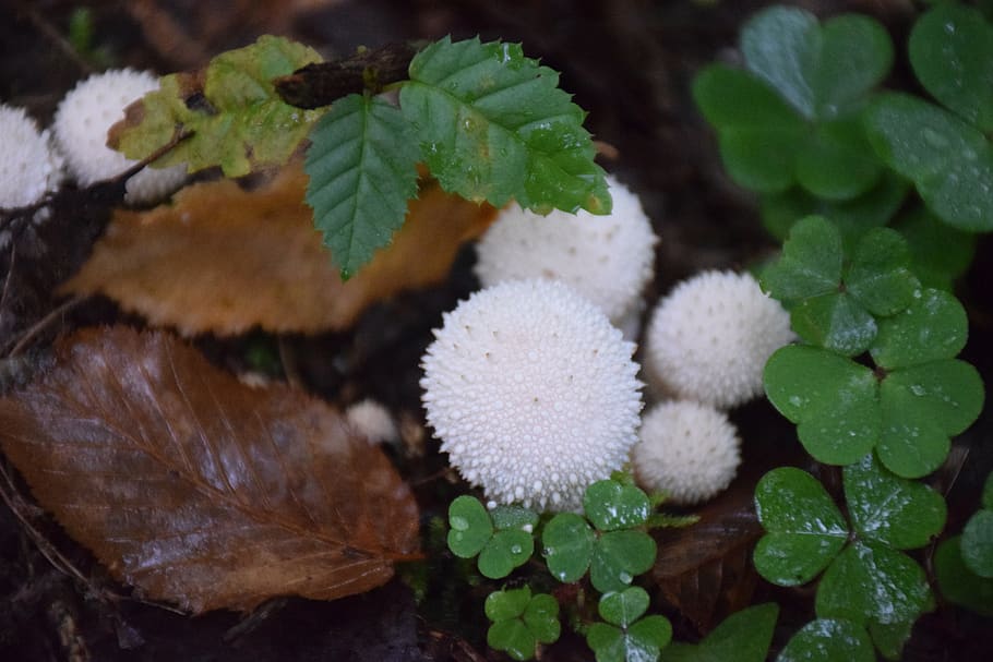 forest, floor, nature, moss, autumn, green, mushroom, plant HD wallpaper