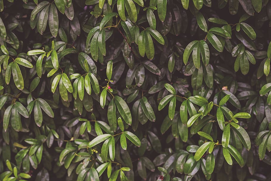 green leafed plants, bush, nature, foliage, flora, tree, closeup HD wallpaper