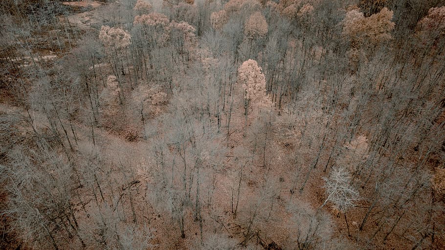 pathway snow filled trees, grey, road, woodland, forest, aerial view HD wallpaper