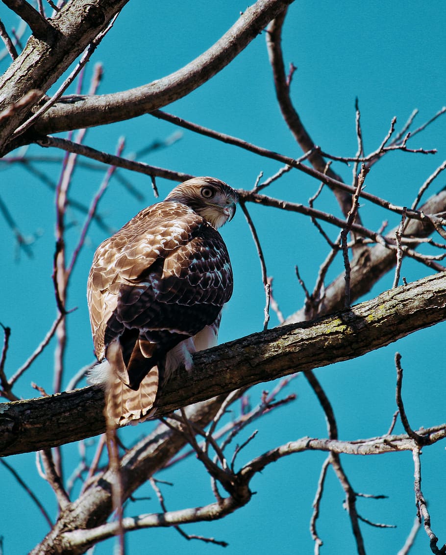 brown owl perching on tree, hawk, bird, feather, beak, wing, tallon HD wallpaper
