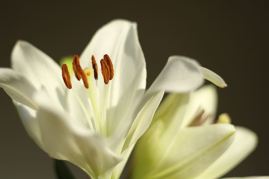 flower, lily, white, bloom, flowering plant, freshness, fragility HD wallpaper