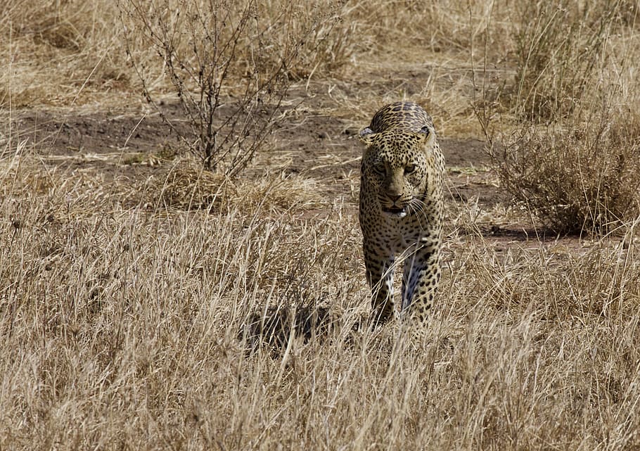 leopard walking on open field, animal, wildlife, mammal, cheetah HD wallpaper