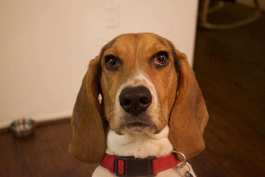 dog, beagle, hound, pet, canine, animal, mammal, strap, floor HD wallpaper