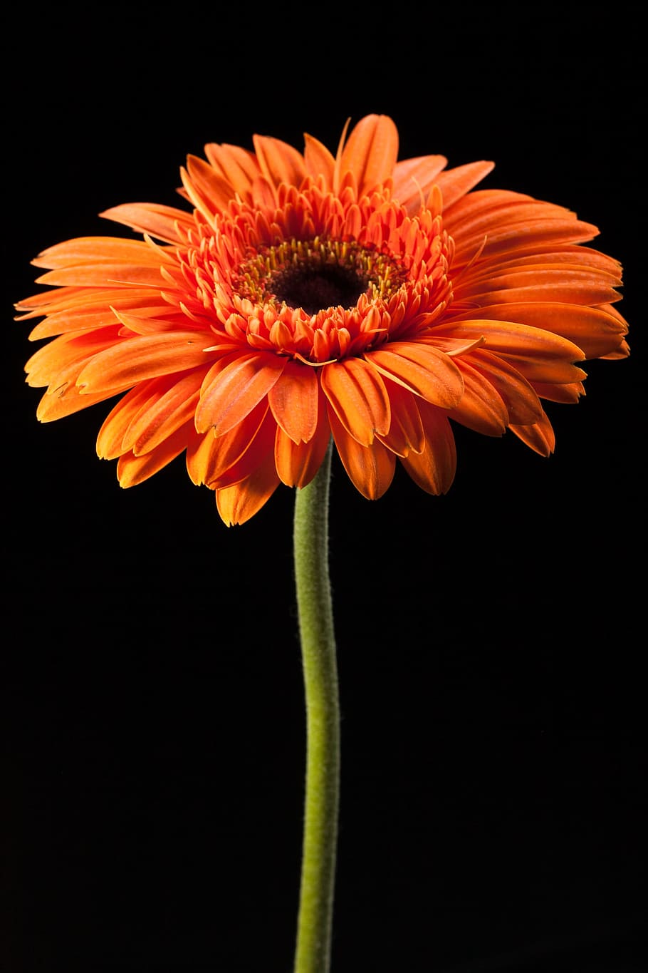 beautiful, red, gerbera, stem, isolated, black, closeup, flower HD wallpaper