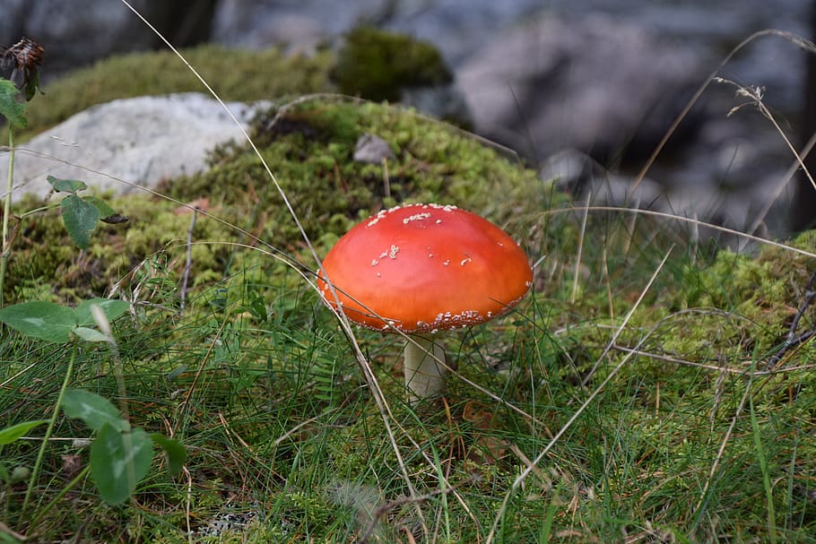 fungi, wild mushroom, toadstool, fall, fungus, poisonous, outdoors HD wallpaper