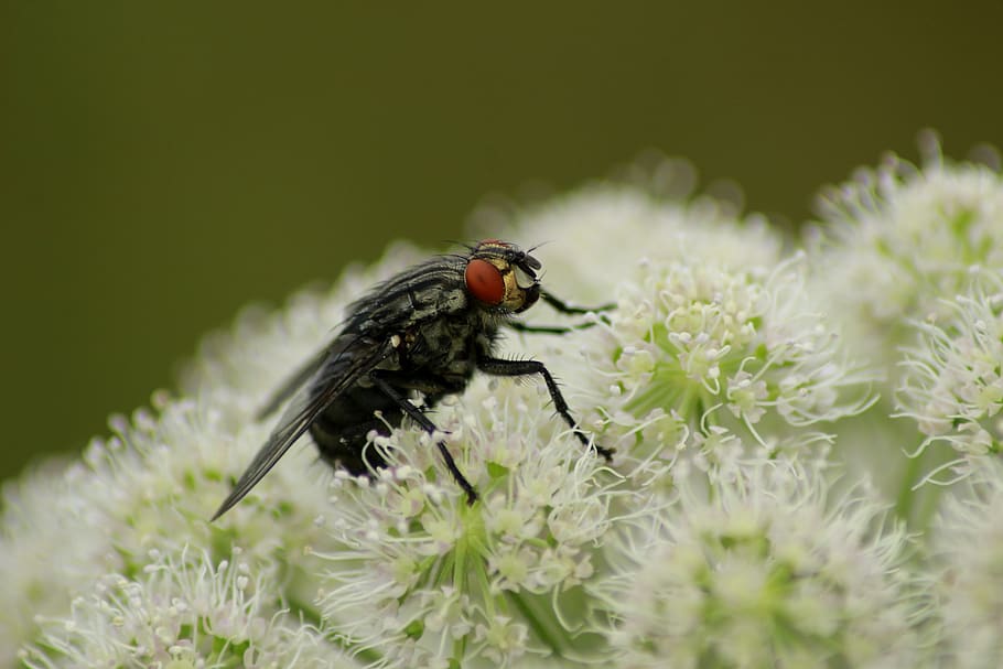 fly, flower, white, nature, insect, pollen, flora, flying, summer HD wallpaper