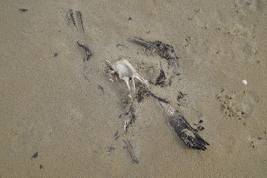 dead, bird, decay, death, cormorant, beach, sand, bird flu HD wallpaper