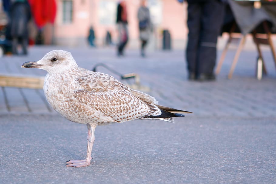 alone, bird, finland, grey, helsinki, look, seagull, view, animal HD wallpaper