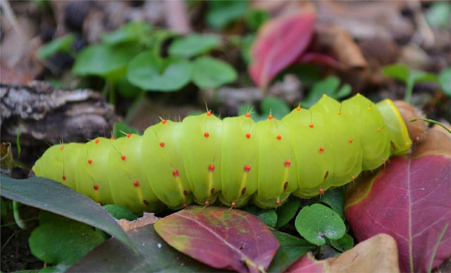 caterpillar, autumn, bugs, insect, colorful, garden, summer HD wallpaper