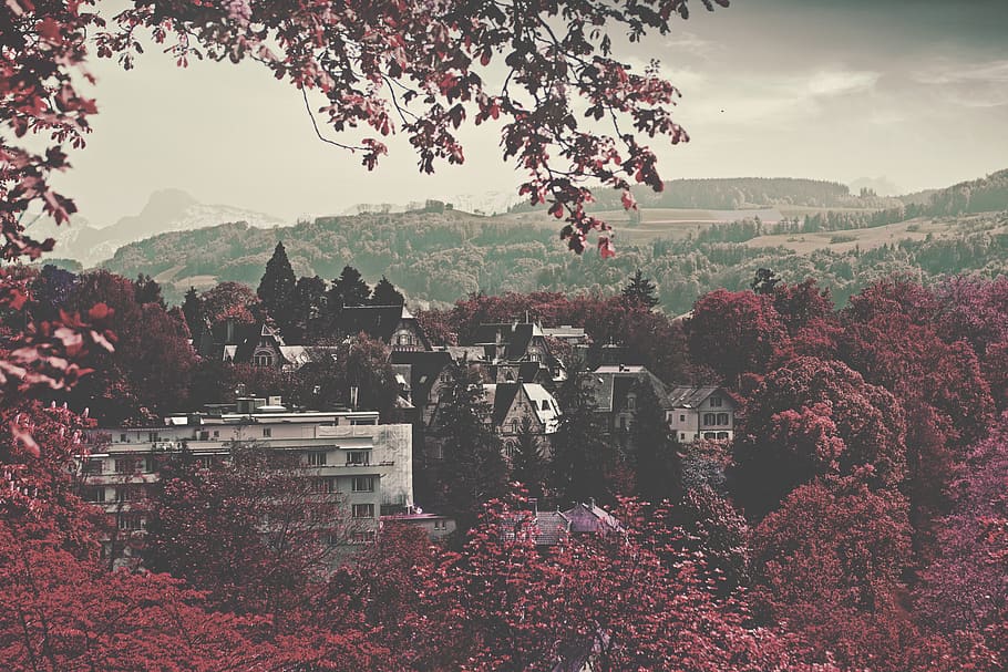 City Buildings Surrounded Maroon Leaved Forest during Daytime HD wallpaper