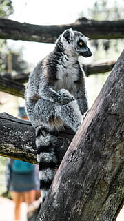 lemur siting on tree branch during daytime, animal, mammal, wildlife HD wallpaper