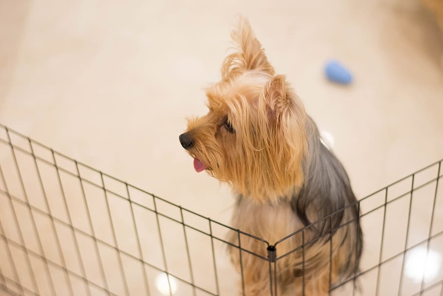 cage, dog, dognation, dom, pets, petlovers, petslovers, doglovers HD wallpaper