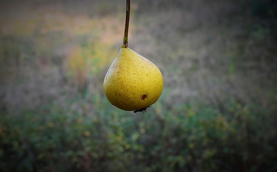pear, fruit, food, fresh, figure, food and drink, healthy eating HD wallpaper