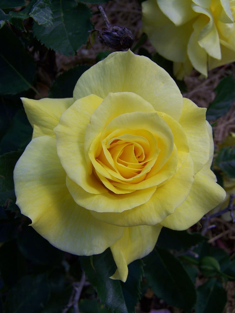 rose, yellow, bloom, flower, blossom, nature, petals, floribunda HD wallpaper