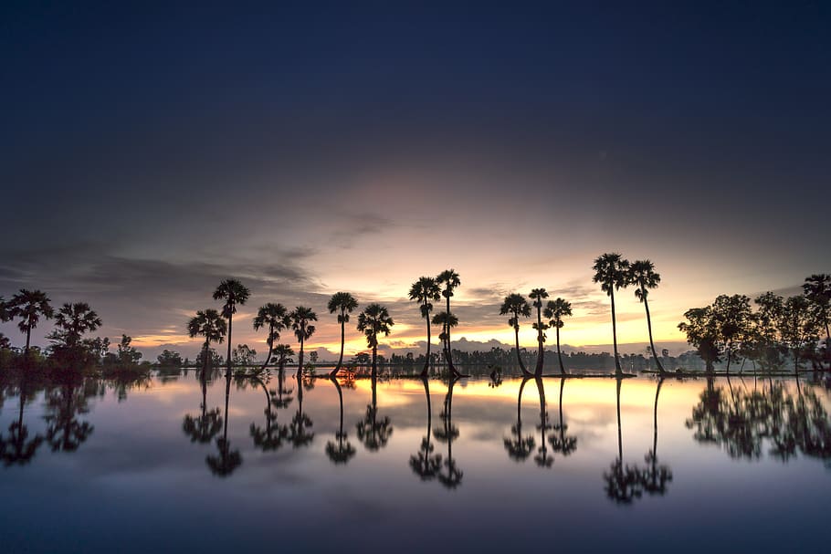 Trees Near Calm Body Of Water During Golden Hour, backlit, dawn HD wallpaper