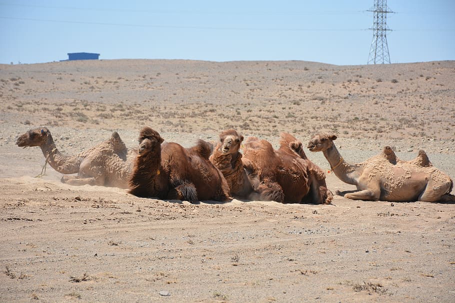 camel, gobi, mongolia, desert, mammal, animal themes, group of animals