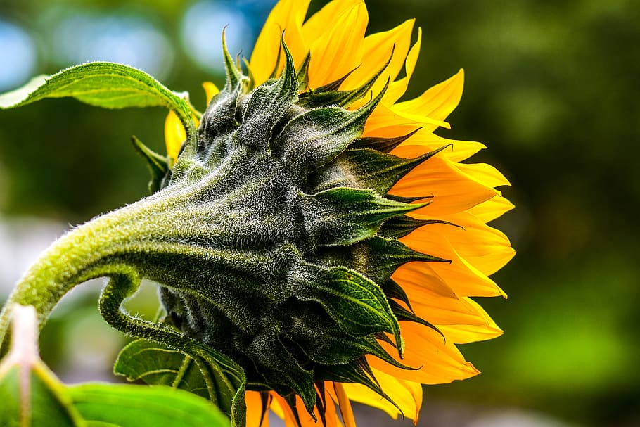 sunflower, nature, spring, flowering plant, fragility, vulnerability HD wallpaper