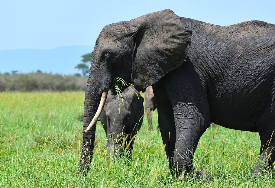 black elephant, wildlife, mammal, animal, grassland, field, outdoors HD wallpaper
