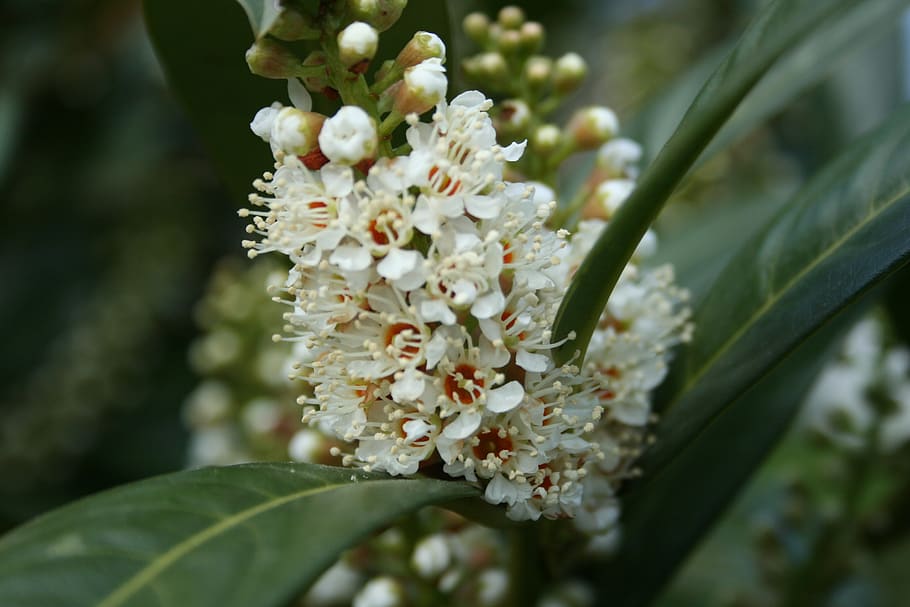 nature, blossom, bloom, spring, garden, flowering plant, growth HD wallpaper
