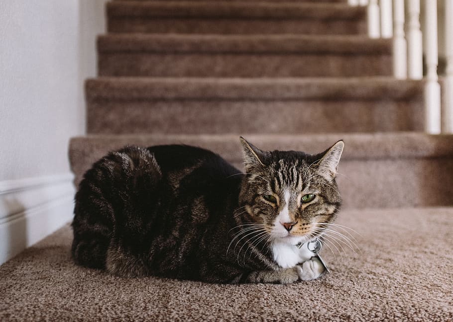 brown tabby cat, pets, domestic, domestic animals, feline, domestic cat HD wallpaper