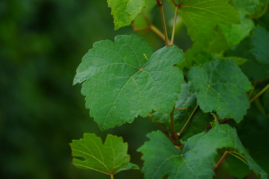 wine leaf, vines, winegrowing, vine leaves, grapevine, vineyard HD wallpaper