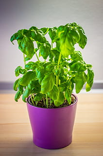 Basil, green, herb, herbs, leaf, leaves, plant, green color, plant part HD wallpaper
