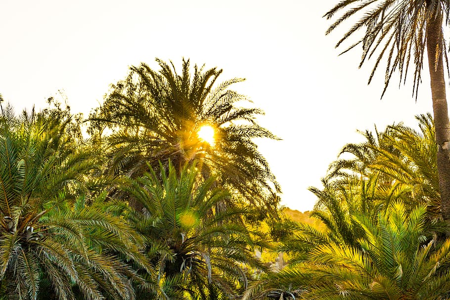 exotic, sunlight, trees, palms, plant, growth, sky, palm tree HD wallpaper