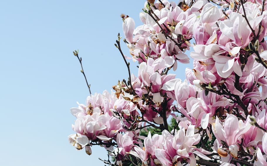 cherry blossom tree, flower, flowering plant, beauty in nature HD wallpaper