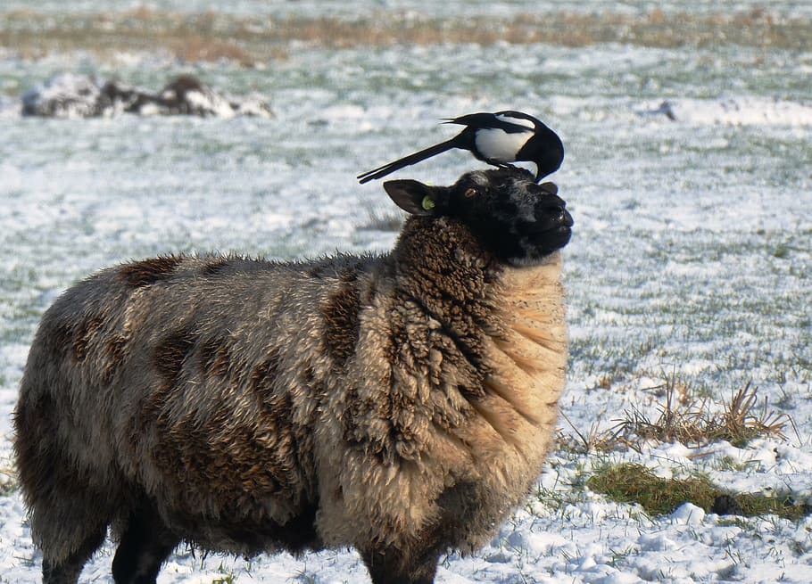 magpie, sheep, whey, pasture, polder, winter, snow, frozen HD wallpaper