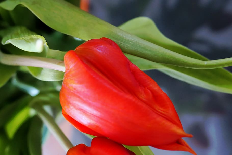 tulips, spring, flowers, flora, plant, spring flowers, bloom HD wallpaper