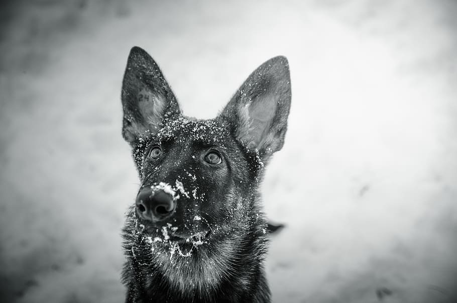 dog, shepherd, animals, one animal, animal themes, mammal, focus on foreground HD wallpaper